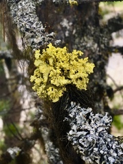 Vulpicida canadensis