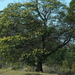 Acacia mearnsii