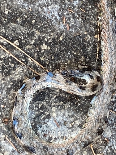 Southern Smooth Snake