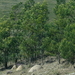 Acacia mearnsii