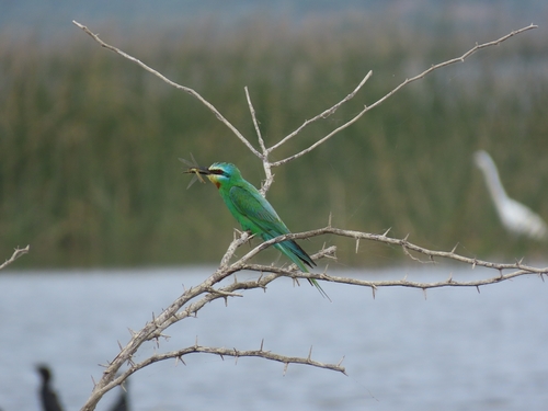 Blue-cheeked Bee-eater