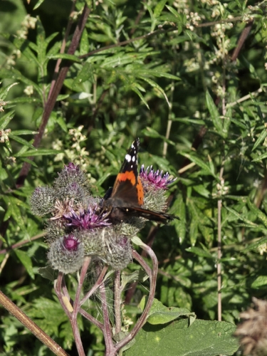 Red Admiral