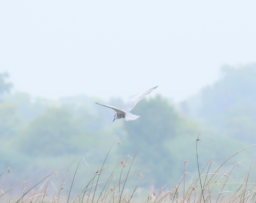 Whiskered Tern