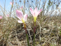 Zephyranthes carinata
