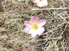 Zephyranthes carinata