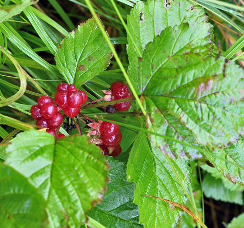 Stone Bramble