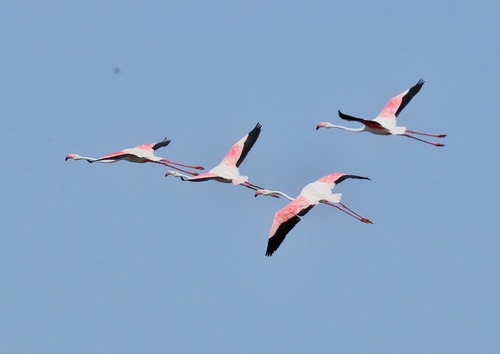 Greater Flamingo