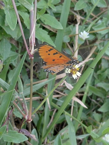 Tawny Coster