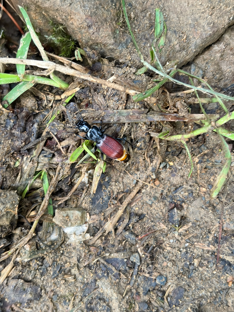 Pterostichus brunneipennis