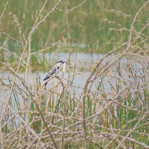 Pied Kingfisher
