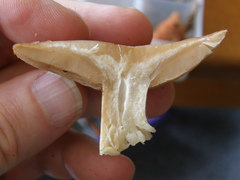 Rhodocybe piperita