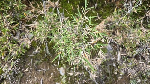 Yushania niitakayamensis observed 2026-08-11