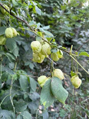 European bladdernut