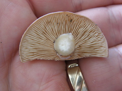 Rhodocybe piperita