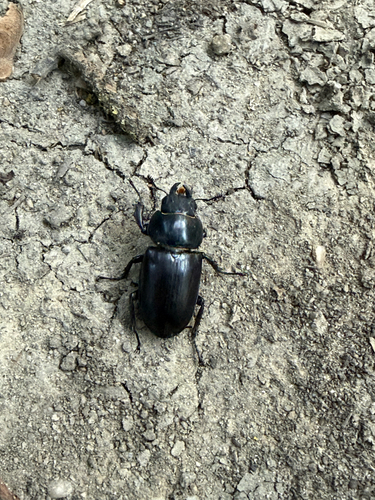 European Stag Beetle