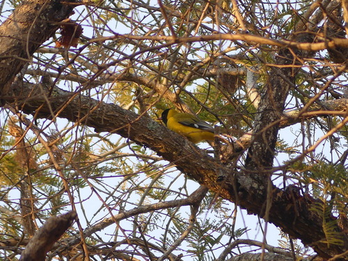 Black-headed Oriole