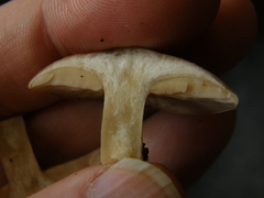 Rhodocybe piperita