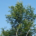 Acacia mearnsii