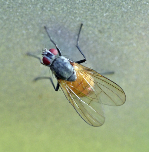 Thricops semicinereus
