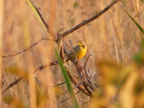 Yellow-throated Longclaw