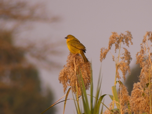 Holub's Golden-Weaver