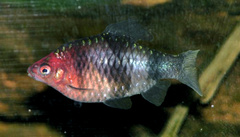 Black Ruby Barb photo 2