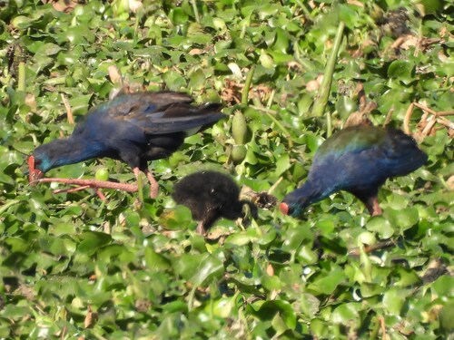 iNaturalist image