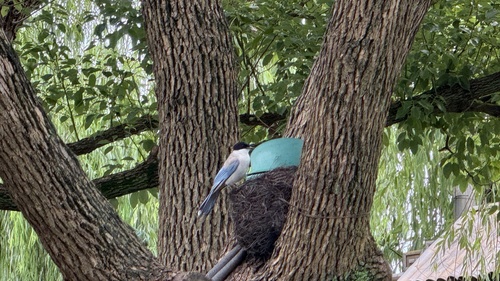 Azure-winged Magpie