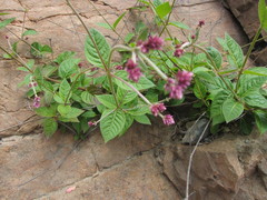 Alternanthera porrigens