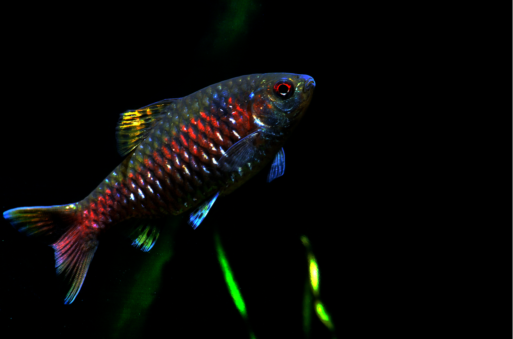 Odessa Barb