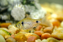 Odessa Barb photo 2