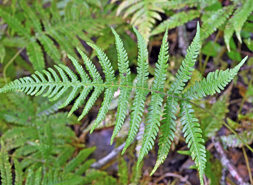 long beech fern