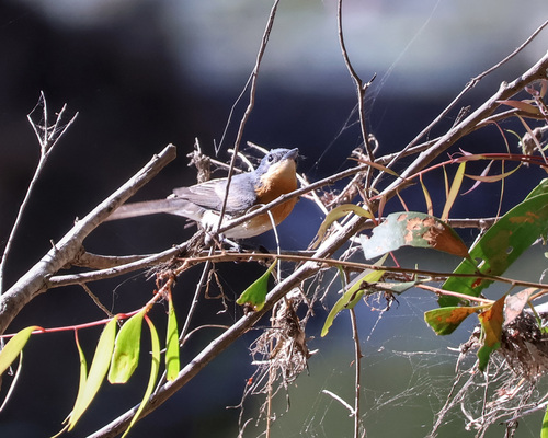 Leaden Flycatcher