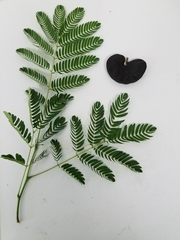 Enterolobium