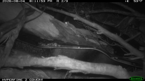 Acrobates pygmaeus observed 2026-08-04