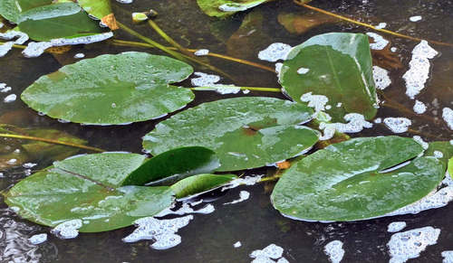 yellow water-lily