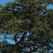 Acacia horrida