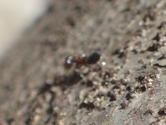 Dorymyrmex bicolor