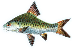 Checker Barb photo 4