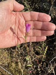 Clarkia gracilis