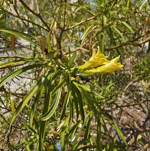Be-still tree