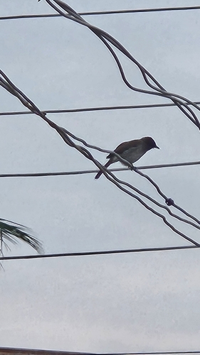 Common Bulbul