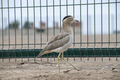 Burhinus superciliaris