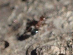 Dorymyrmex bicolor