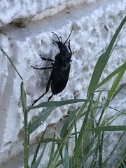Carabina