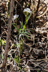 Cardamine trifida