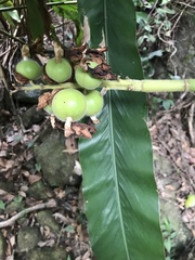 Alpinia hainanensis