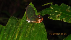 Haetera piera