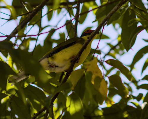 Australasian Figbird