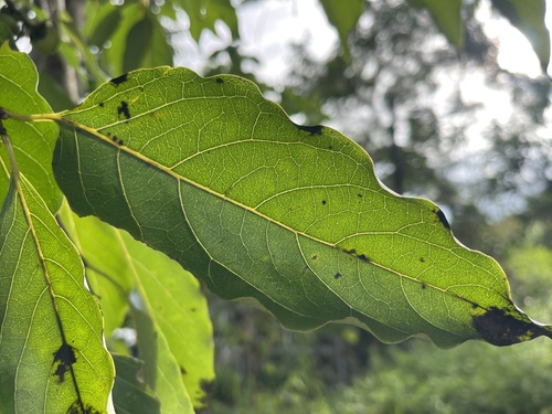 Diospyros oldhamii observed 2026-08-15